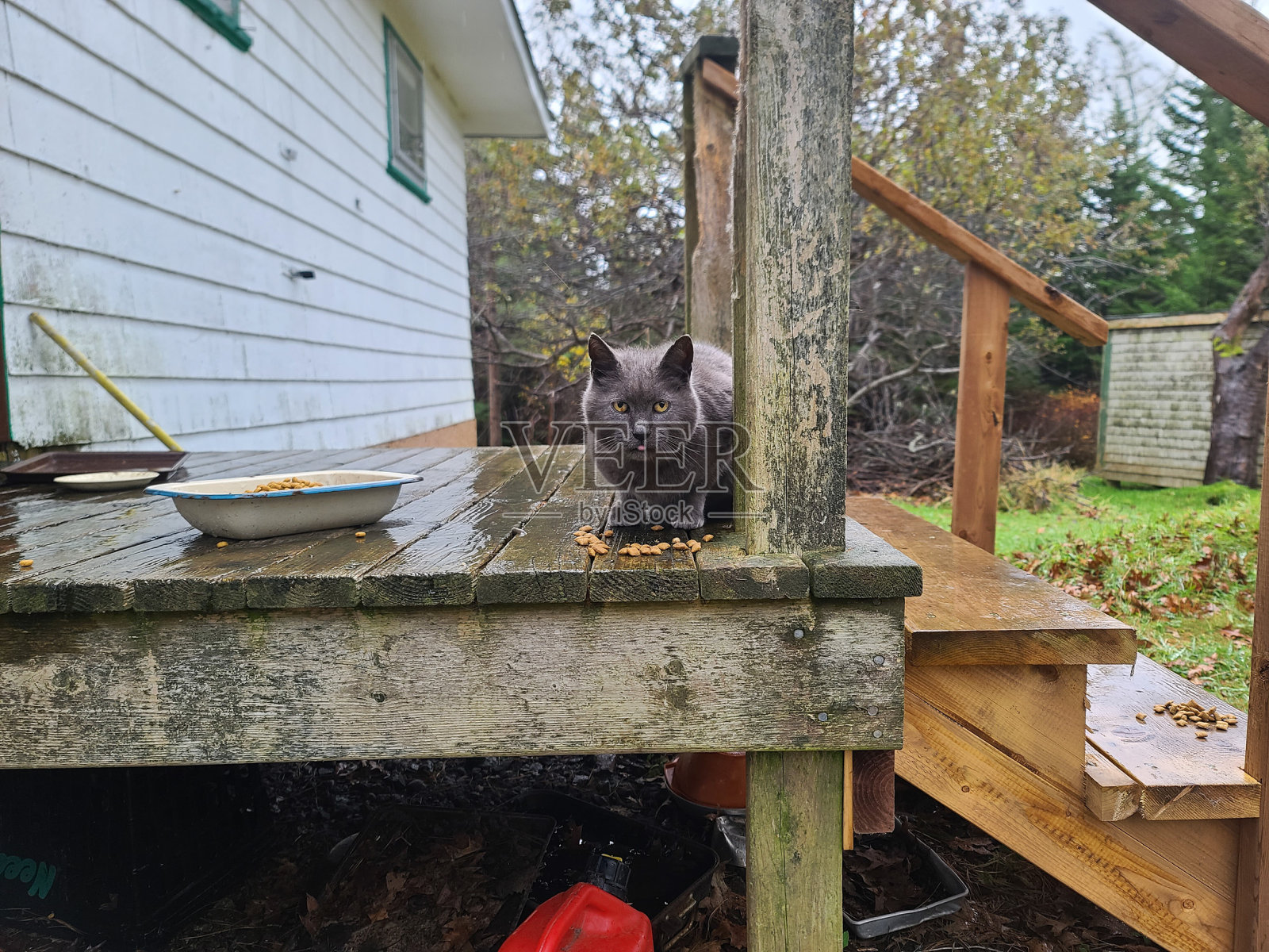 门廊上的灰猫照片摄影图片