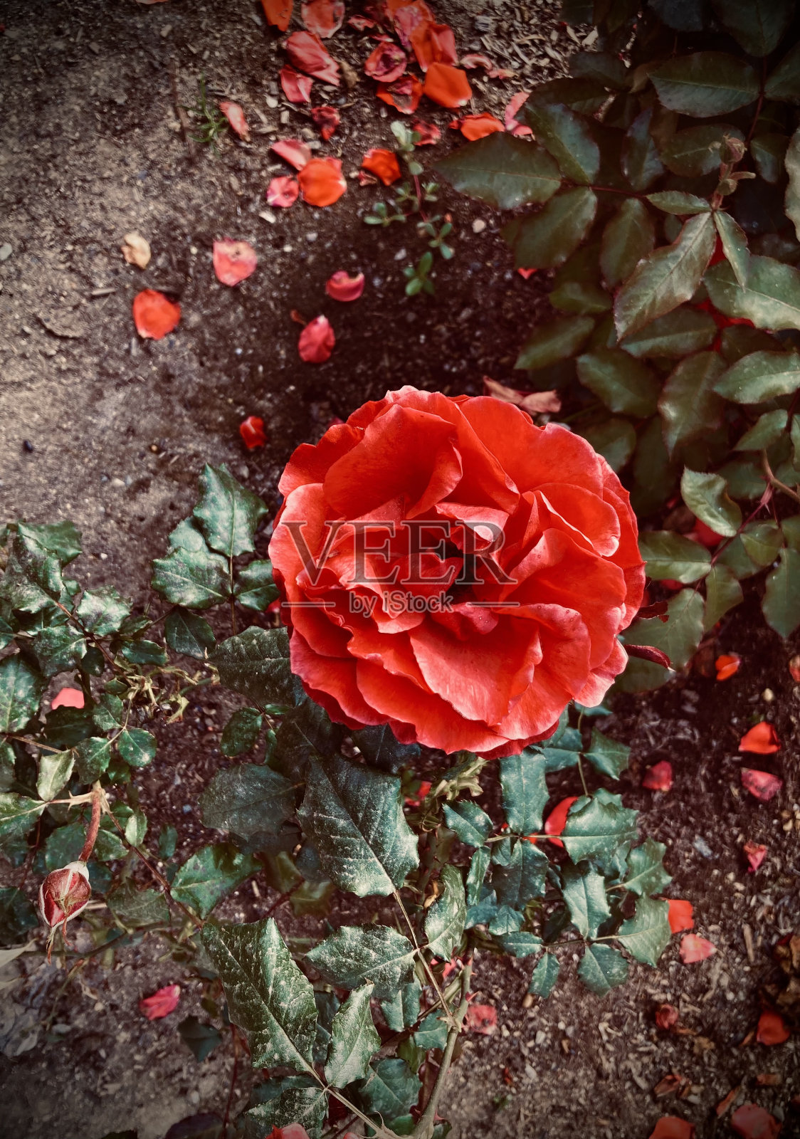 火红玫瑰照片摄影图片