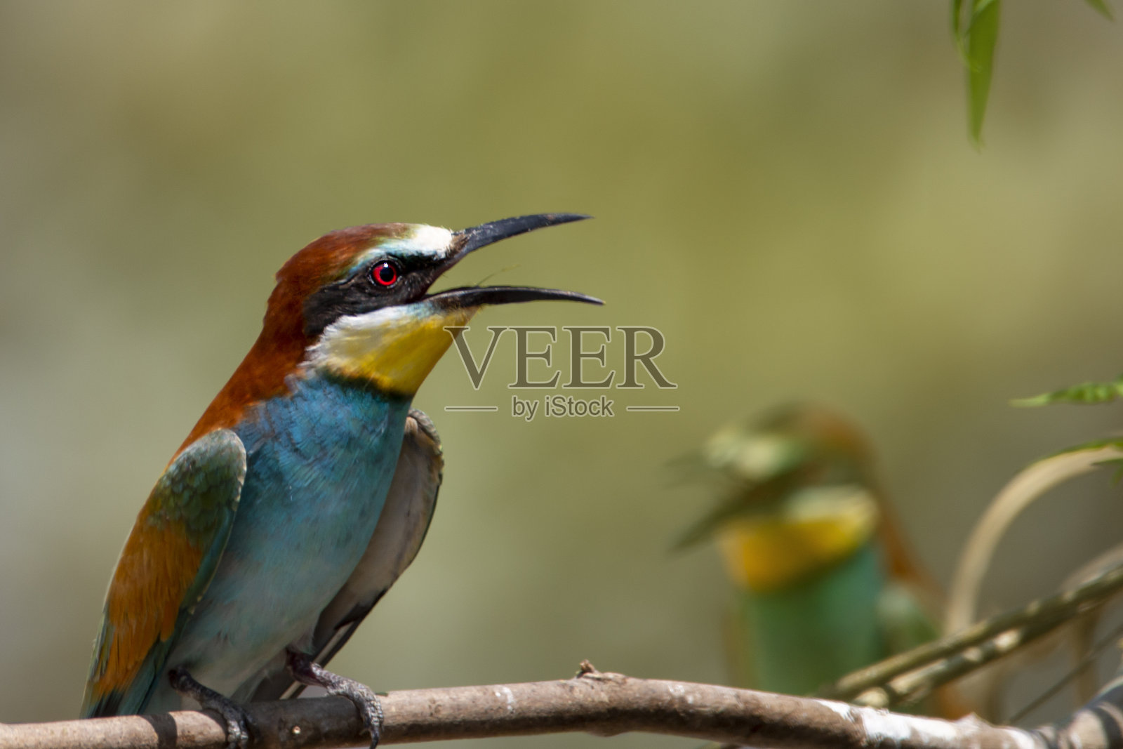 一只色彩斑斓的欧洲食蜂鸟栖息在鸟巢附近的一根纯洁的树枝上。Merops apiastrer。候鸟。照片摄影图片