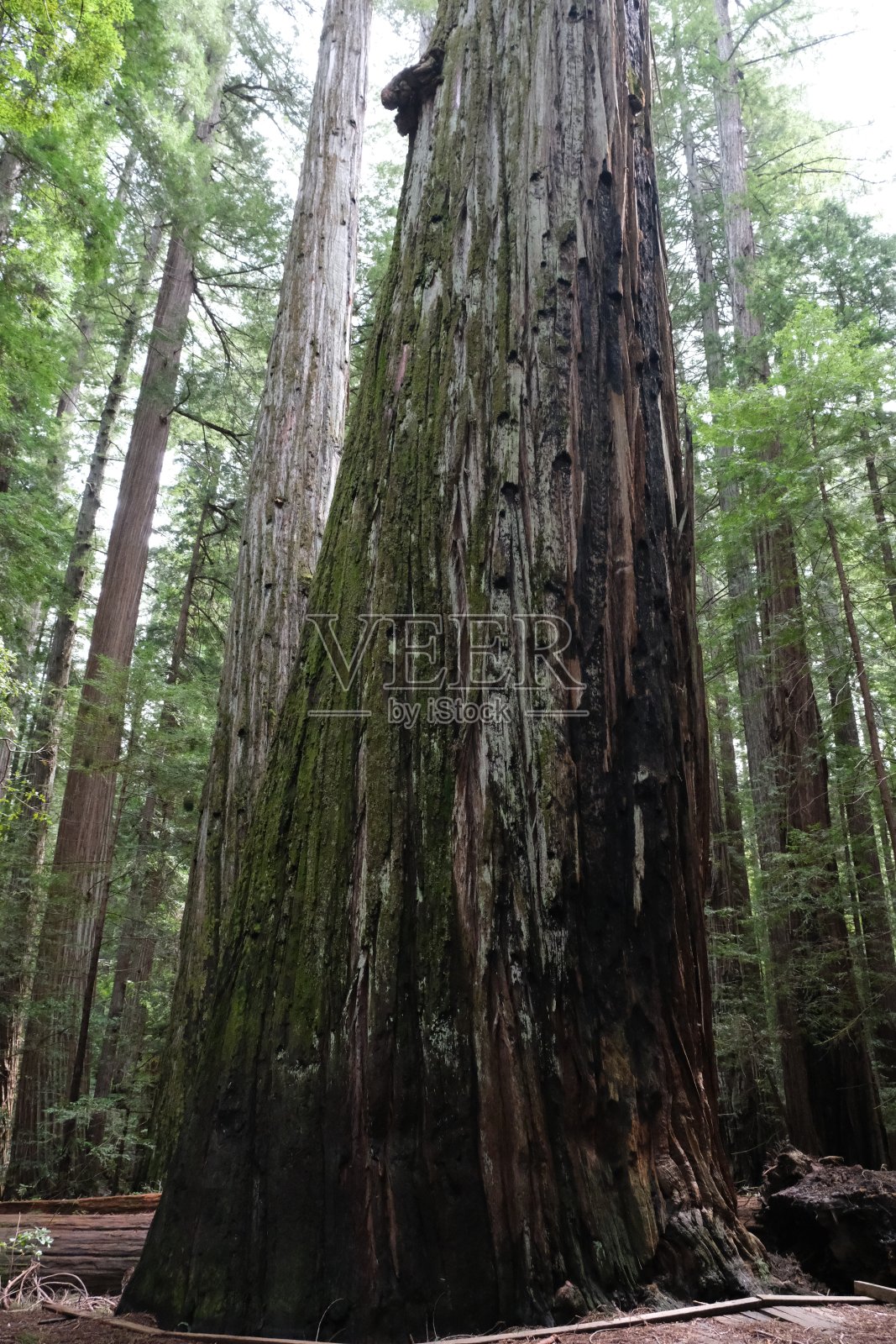 红木公园巨人大道照片摄影图片