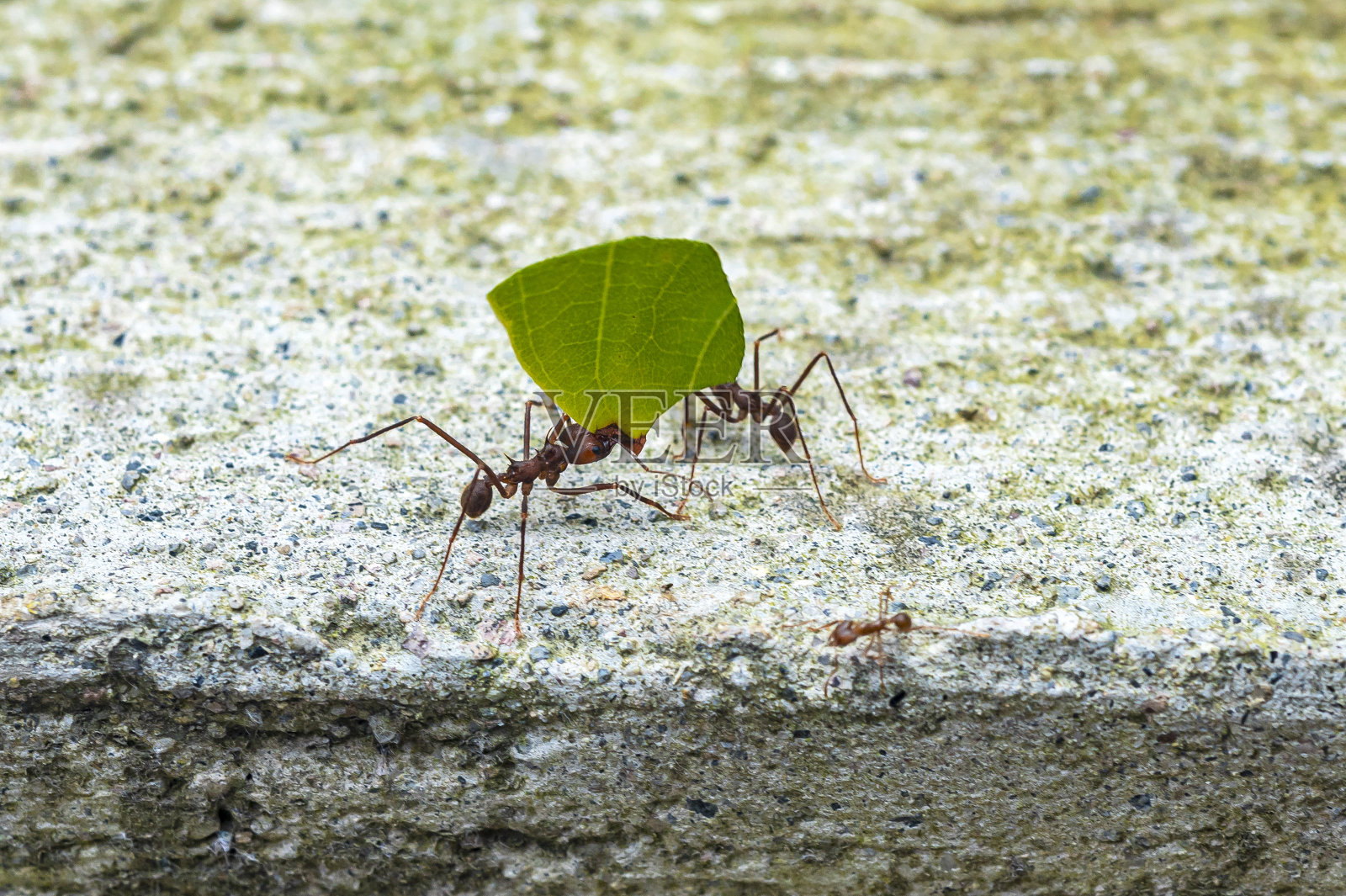 厄瓜多尔Mindo，花园蚂蚁在一起工作照片摄影图片