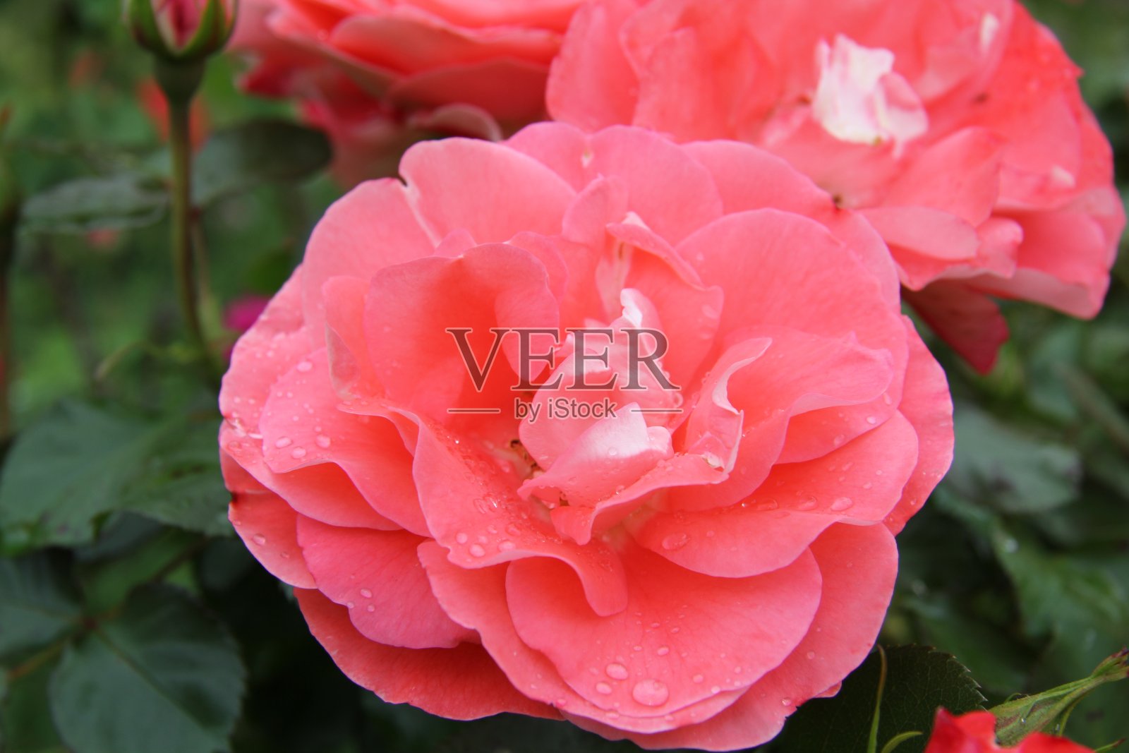 玫瑰照片摄影图片