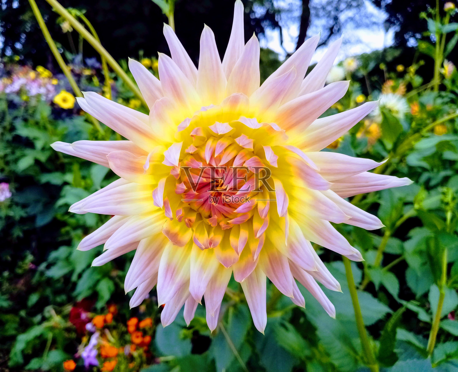 大丽照片摄影图片