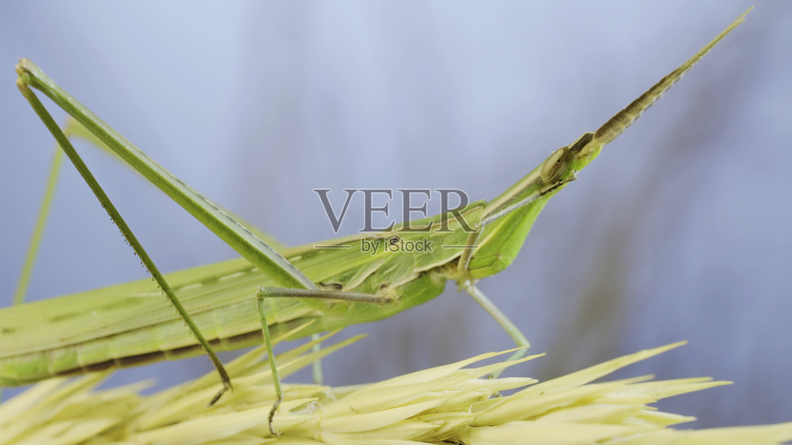 巨大的绿色斜脸蚱蜢Acrida坐在草地和蓝天背景上的小穗上清洗它的触角。照片摄影图片