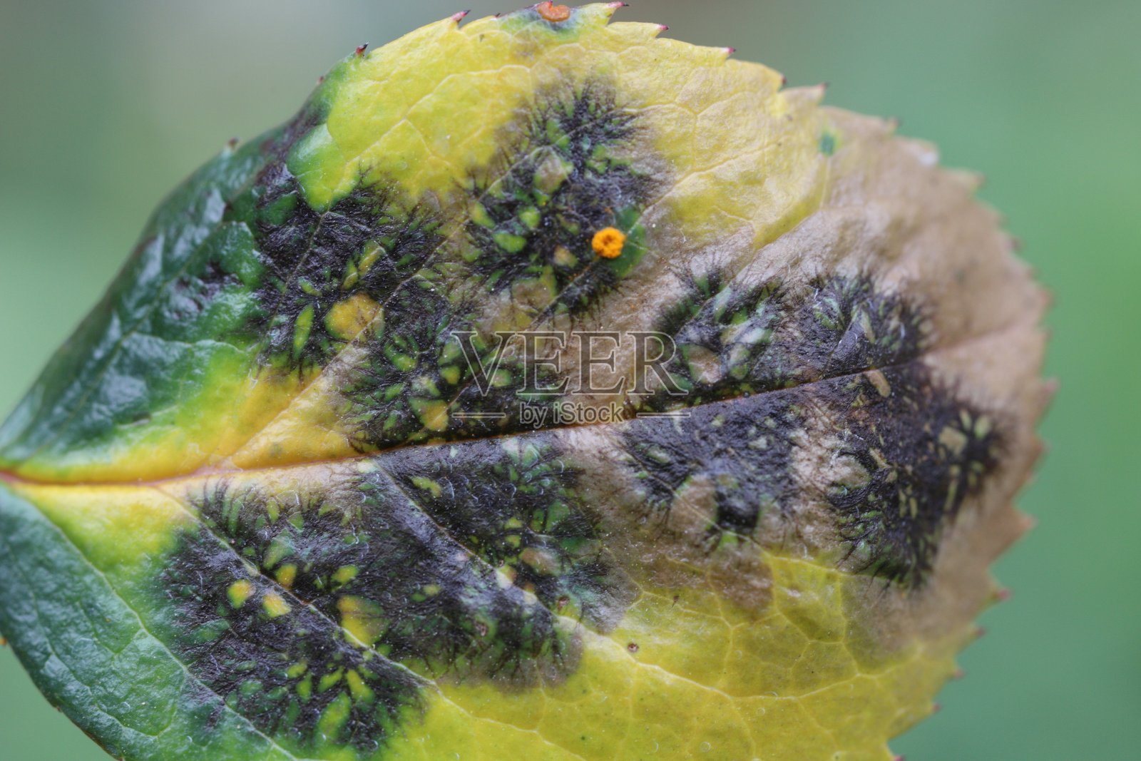 真菌病，花园中观赏玫瑰的症状。照片摄影图片