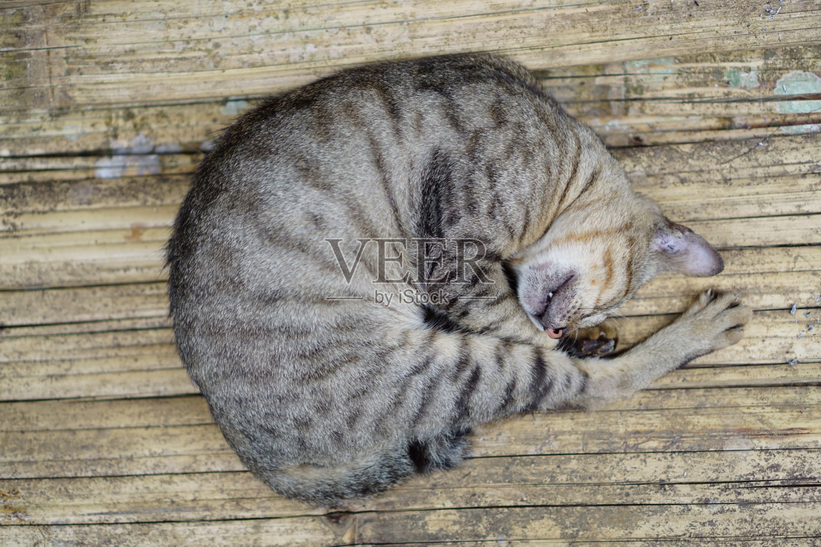 熟睡的流浪猫照片摄影图片