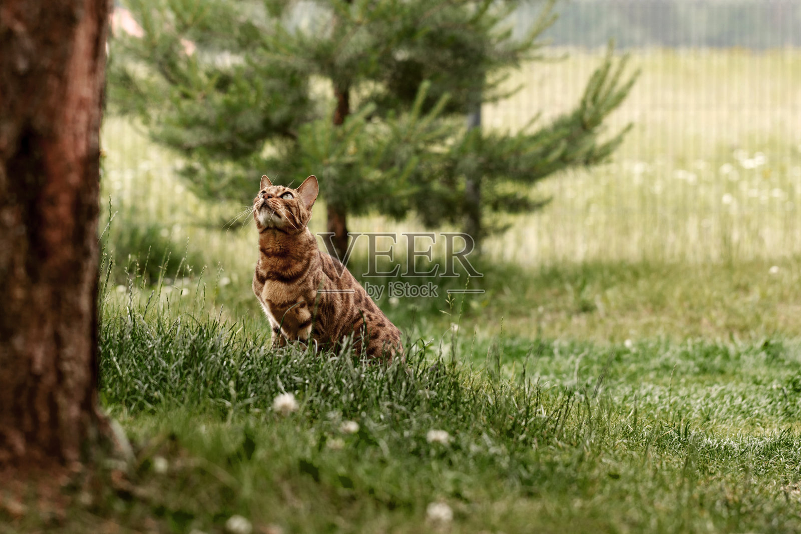 好奇的孟加拉猫探索房子周围的区域。夏日里家养宠物在户外散步和打猎。照片摄影图片
