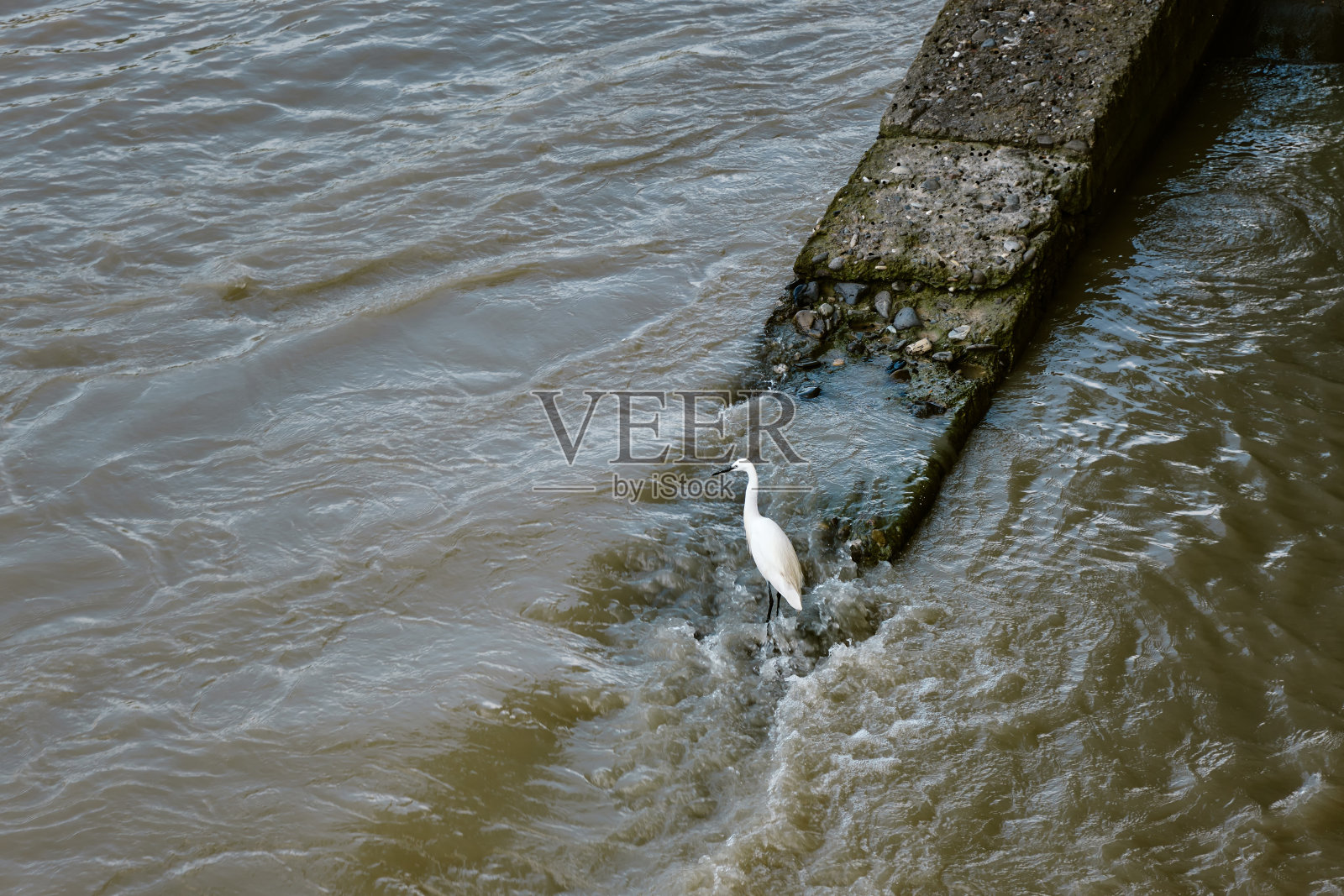一只小白鹭坐在城市的河岸上。照片摄影图片