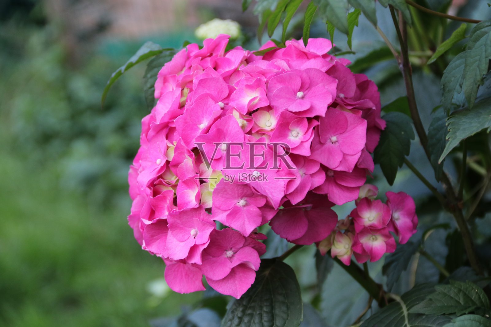 粉色绣球花特写照片摄影图片