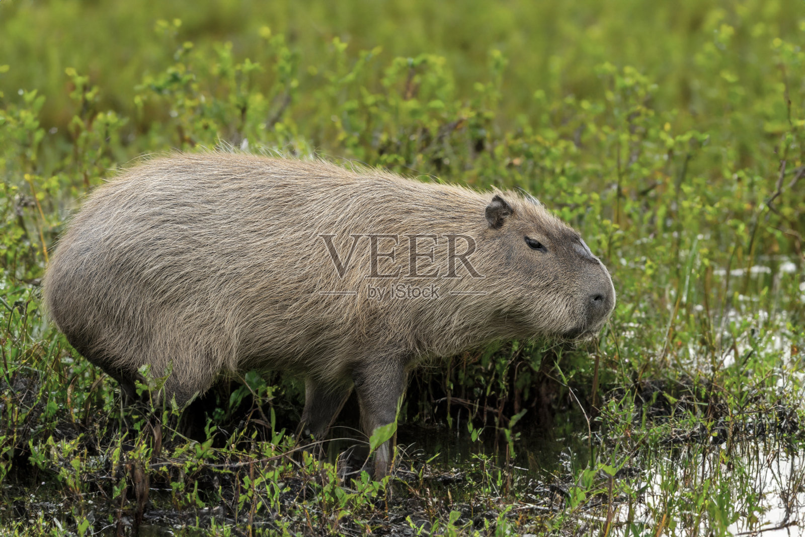 水豚，是豚鼠的近亲照片摄影图片