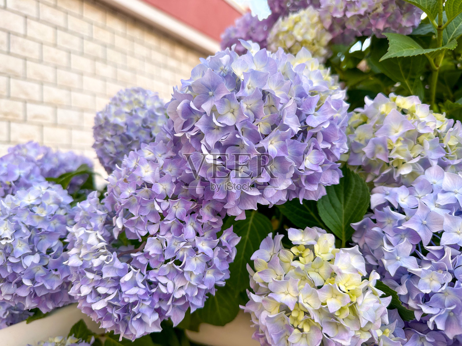 淡紫色的绣球花衬着砖墙照片摄影图片