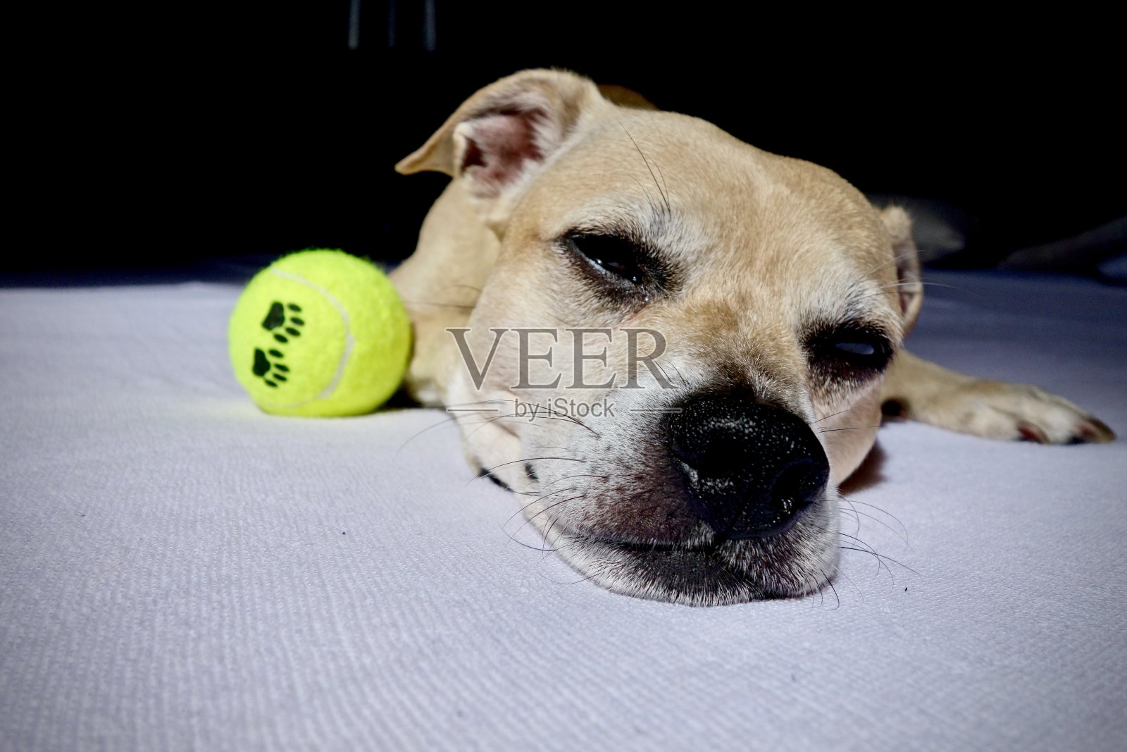 狗在床上休息照片摄影图片