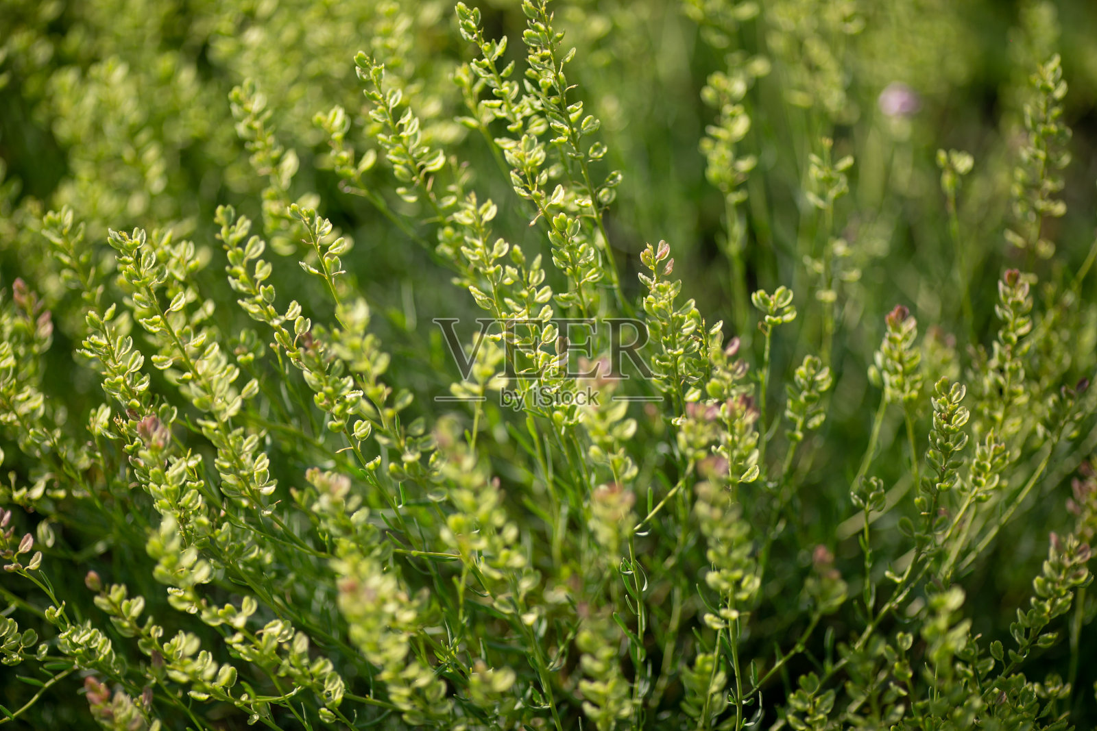 蓬松的灌木盛开着粉红色的花朵照片摄影图片