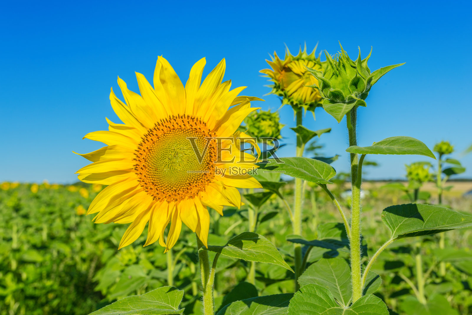 黄色的向日葵田照片摄影图片