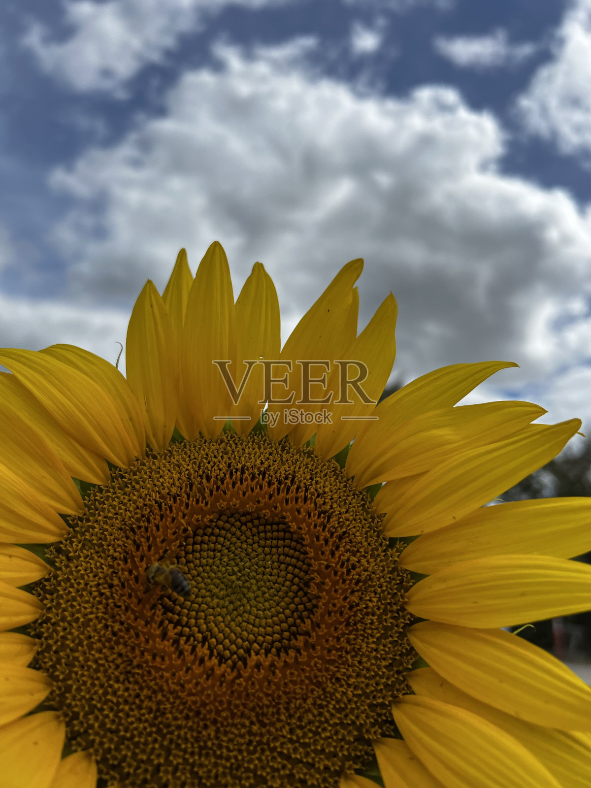 太阳的花照片摄影图片