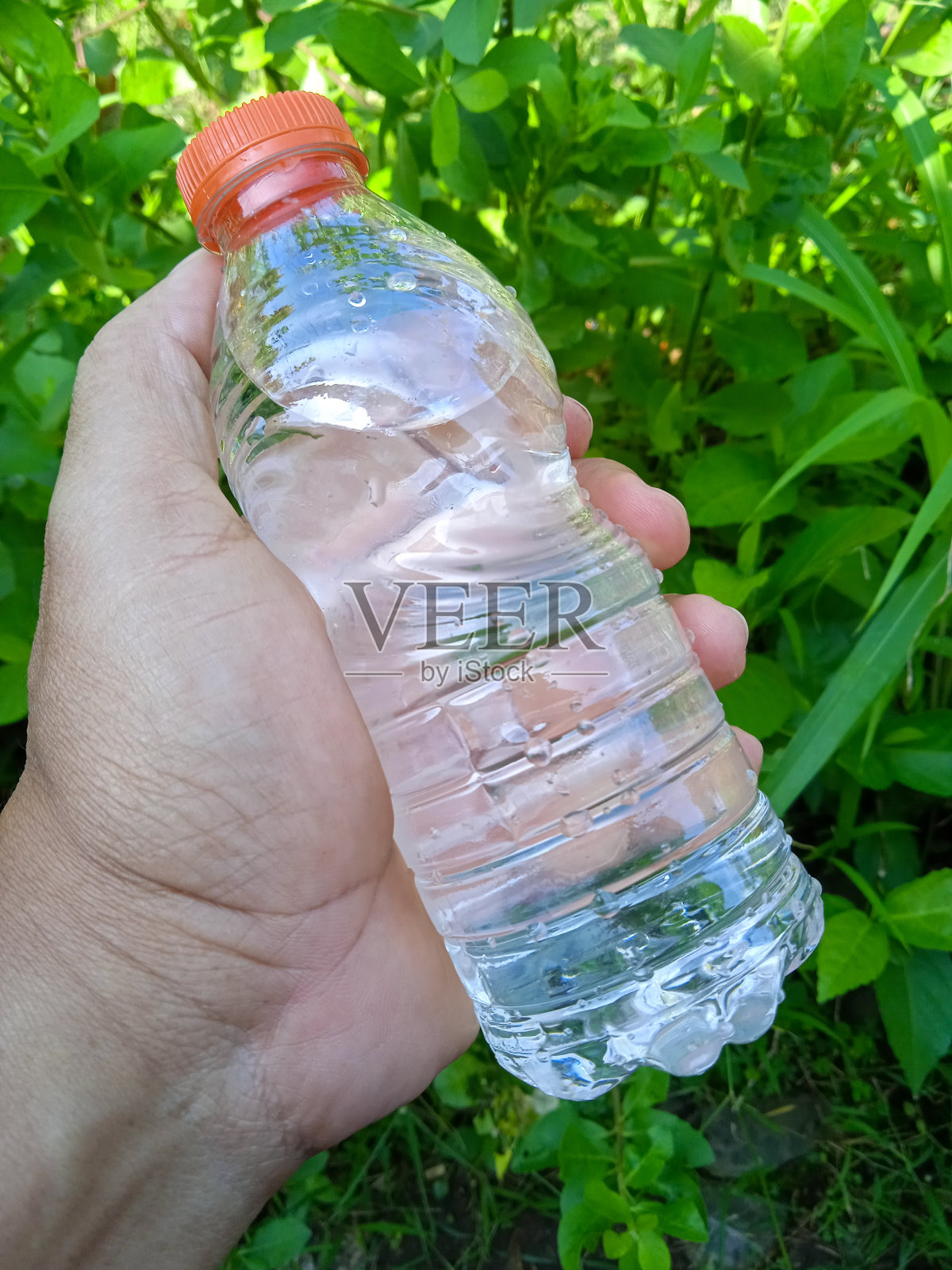 拿着绿叶背景的瓶装矿泉水照片摄影图片