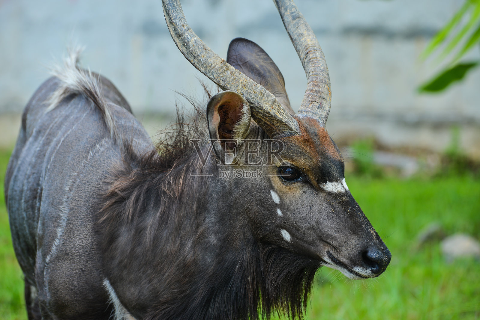 公地(牛头羚羊)照片摄影图片