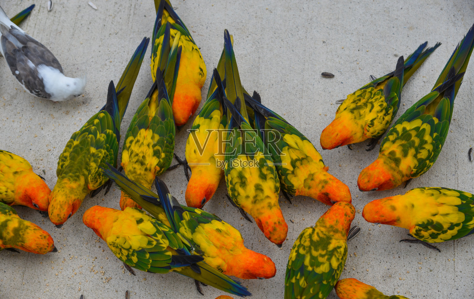 公园里五颜六色的鹦鹉照片摄影图片