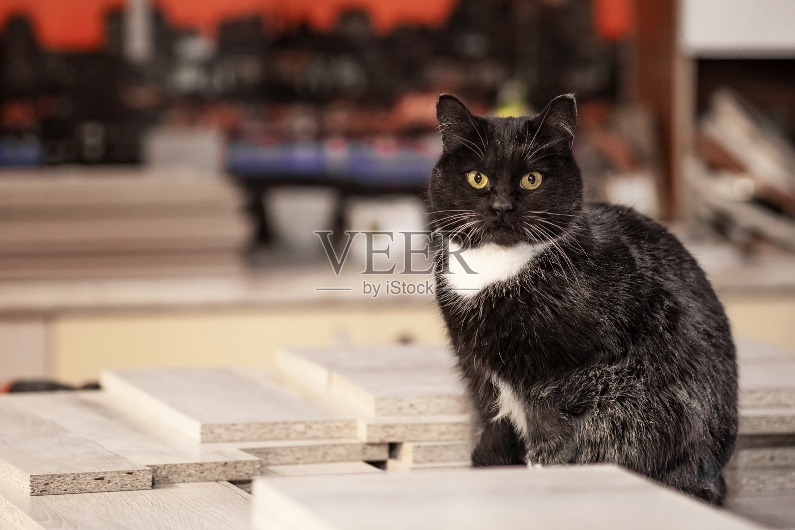 好奇的黑猫照片摄影图片