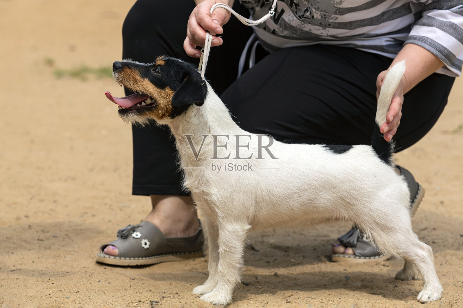 杰克罗素梗在狗展。照片摄影图片