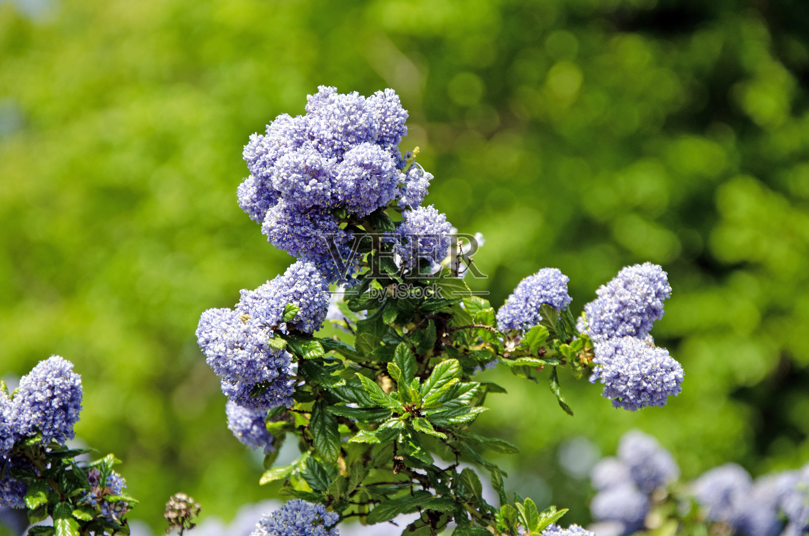 蓝色花朵的特写图像照片摄影图片