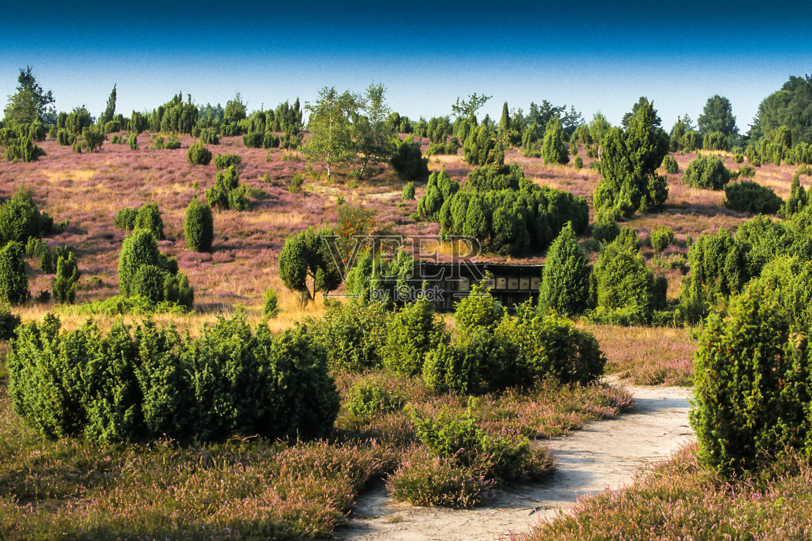 欧洲德国下萨克森州吕内堡荒原自然保护区开花石南(Calluna vulgaris)景观照片摄影图片