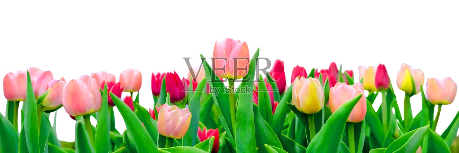 郁金香背景照片摄影图片