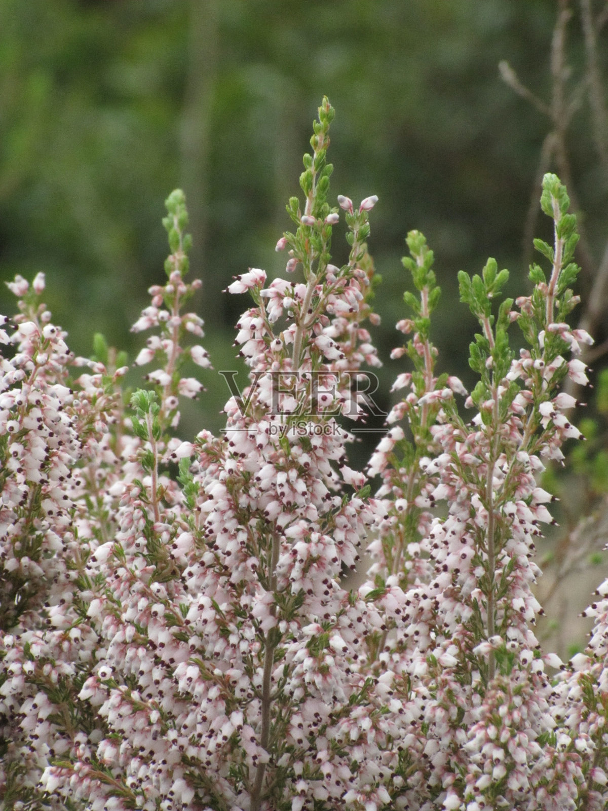 艾丽卡·卡内亚，斯普林伍德·怀特照片摄影图片