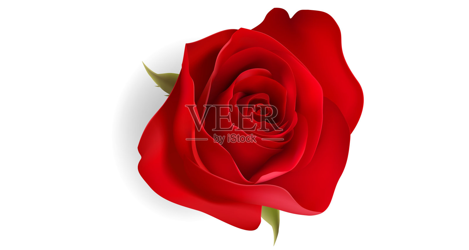 玫瑰花照片摄影图片