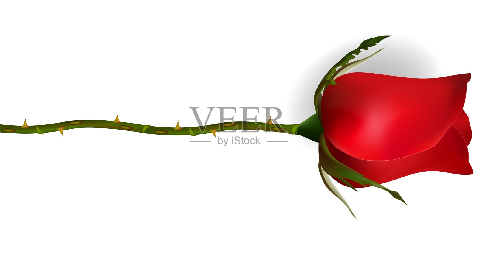 玫瑰花照片摄影图片