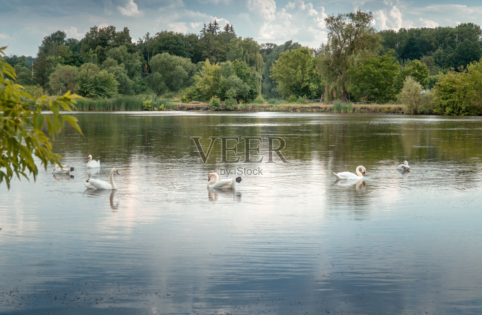 森林湖上的自然景观和一群天鹅。蓝水上的鸟天鹅照片摄影图片