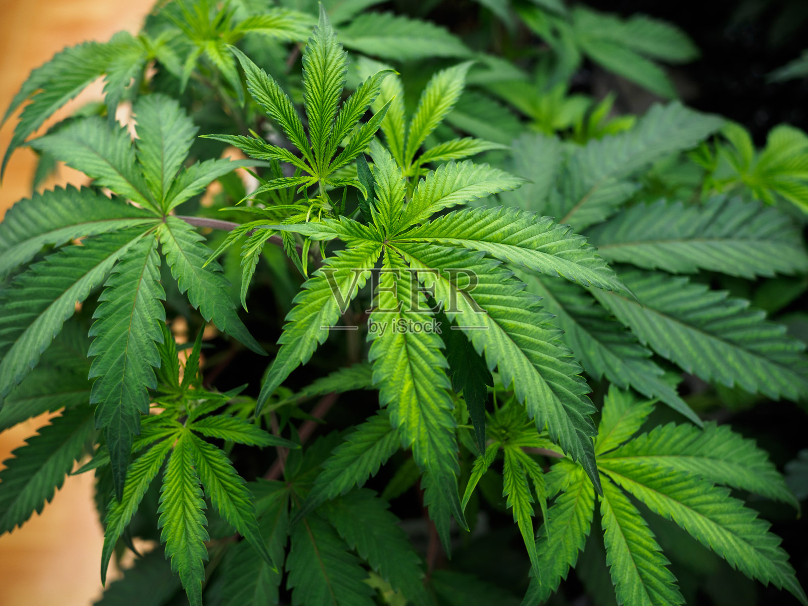 大麻:室内种植医用大麻，大麻叶子的绿色背景是一种治疗和休息的植物。大麻，医药和毒品。照片摄影图片