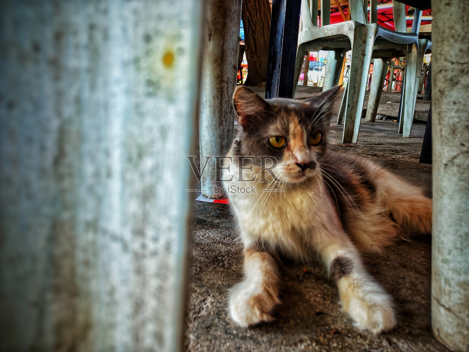地板上一只流浪猫的散焦抽象背景。照片摄影图片