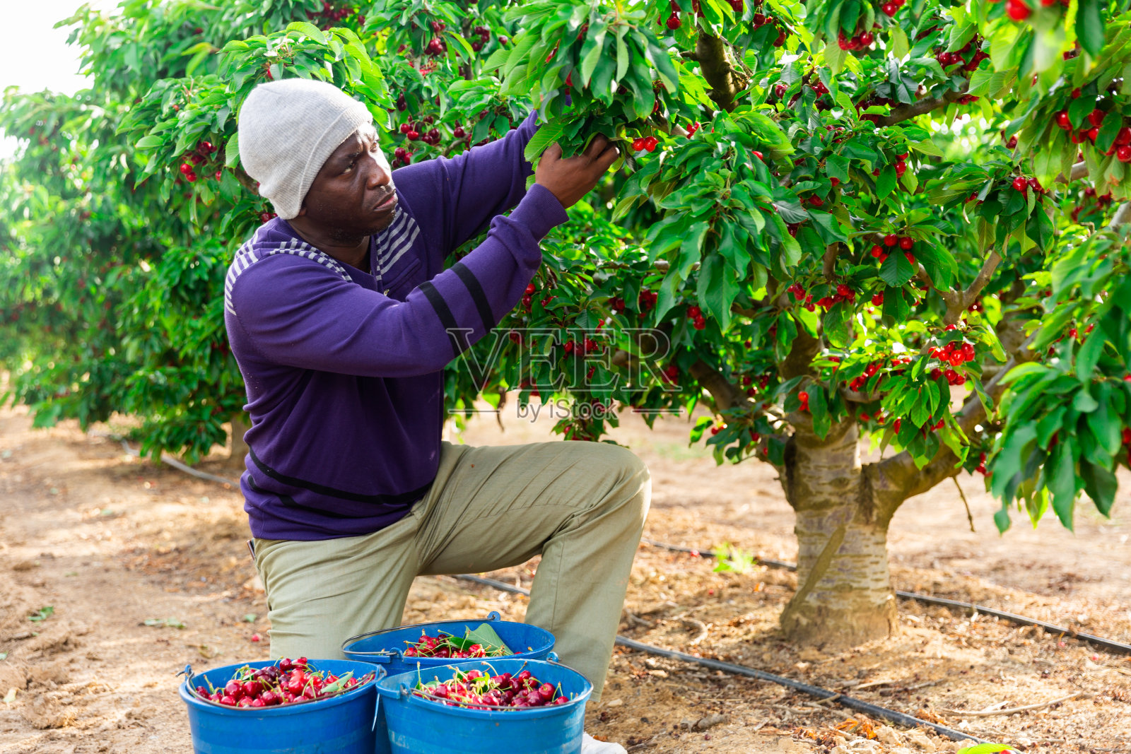 非洲农民在果园里采摘樱桃照片摄影图片