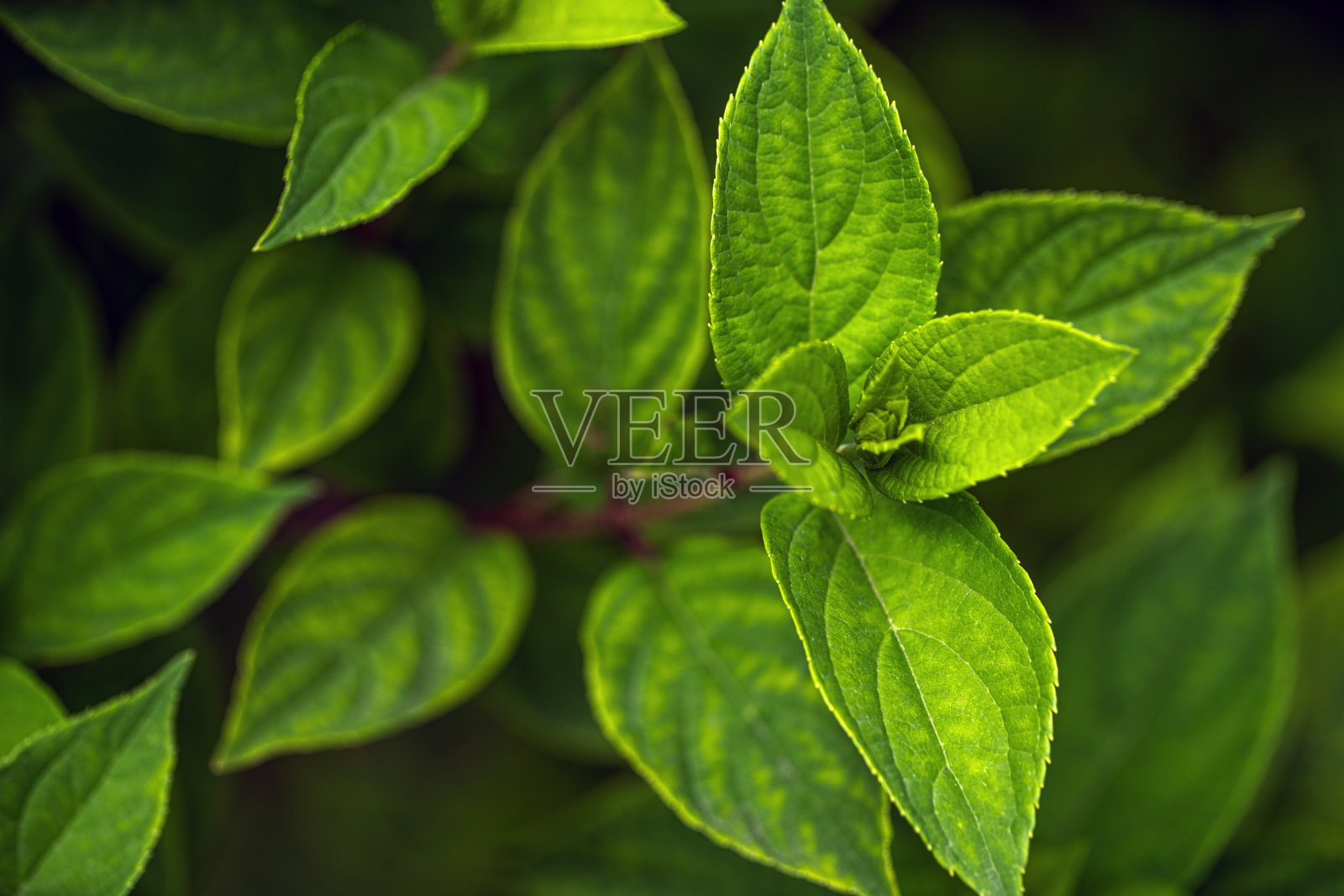 美丽的绿叶，抽象的自然背景照片摄影图片