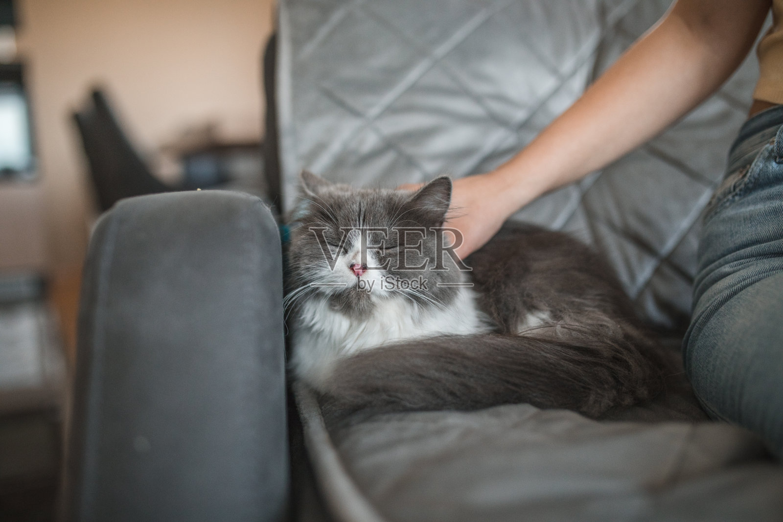 灰色和白色的猫闭着眼睛躺在沙发上，享受着年轻女子的爱抚照片摄影图片