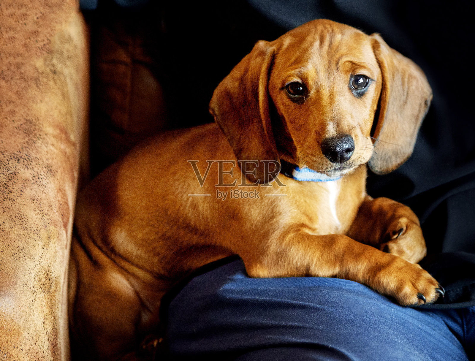 可爱的迷你猎犬照片摄影图片