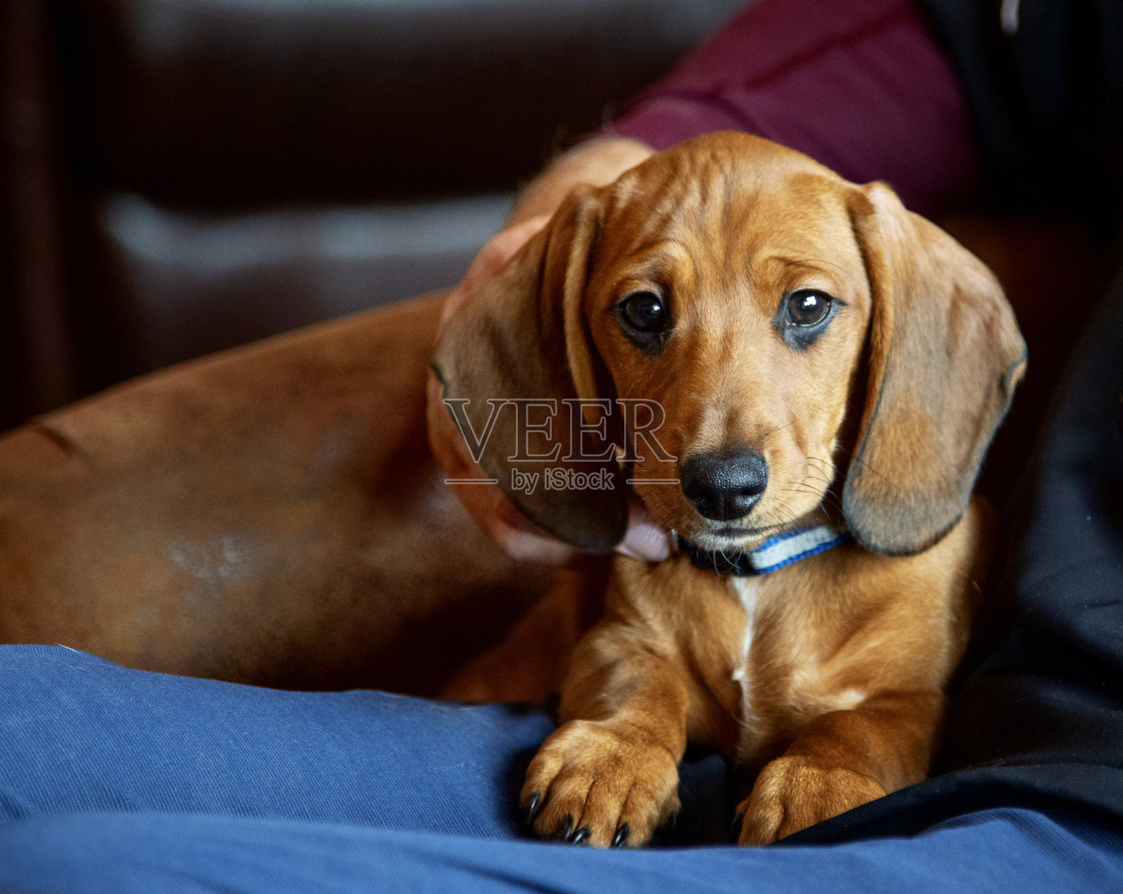 可爱的迷你腊肠犬照片摄影图片
