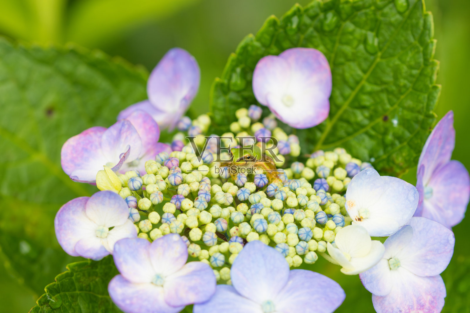 绣球花和青蛙照片摄影图片