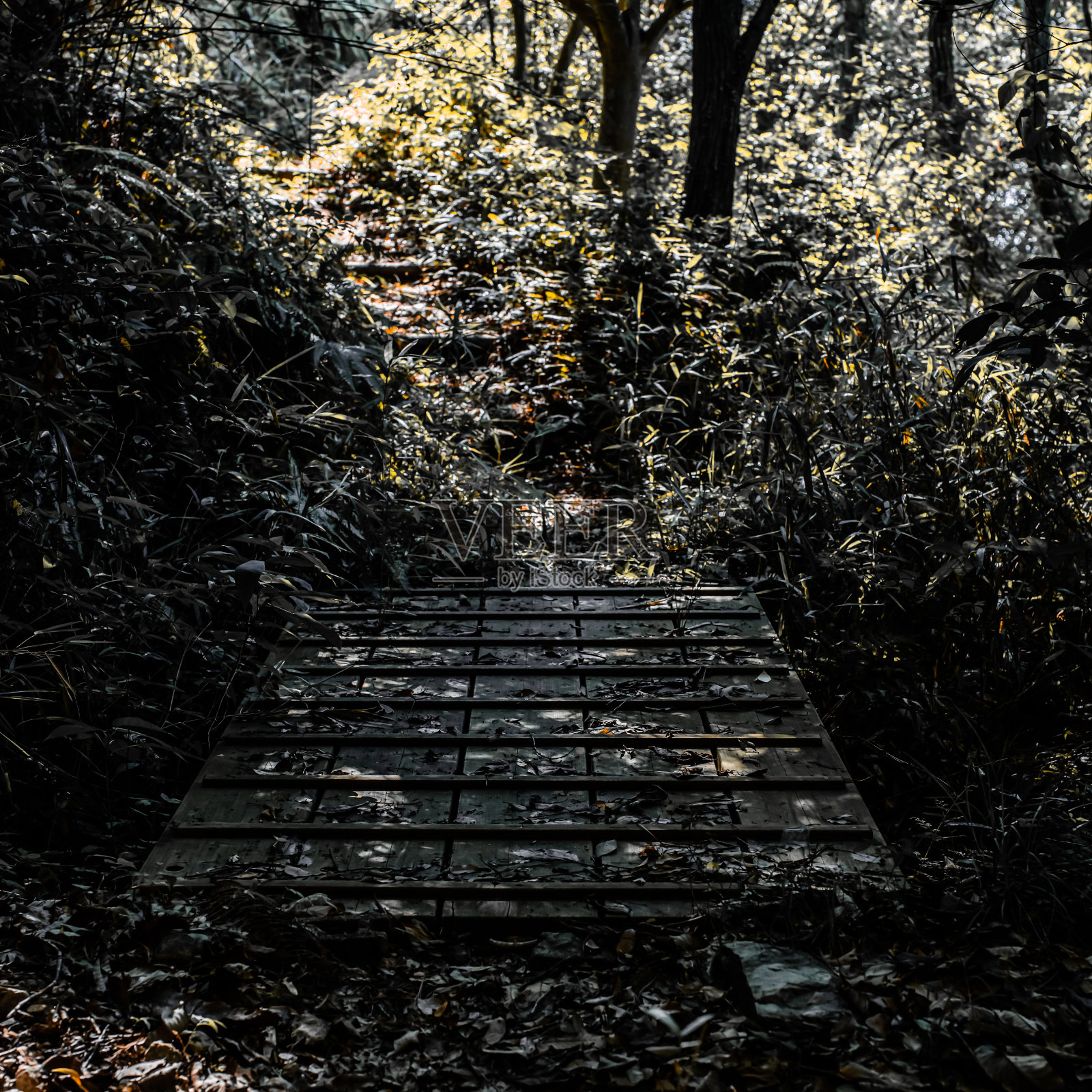 森林背景照片摄影图片