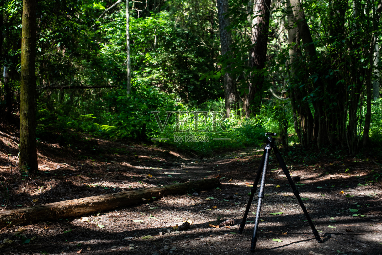 森林背景照片摄影图片