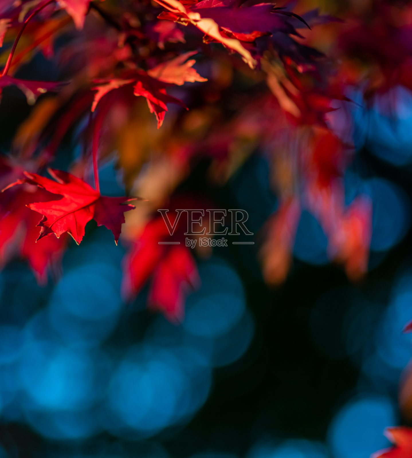 落叶背景照片摄影图片