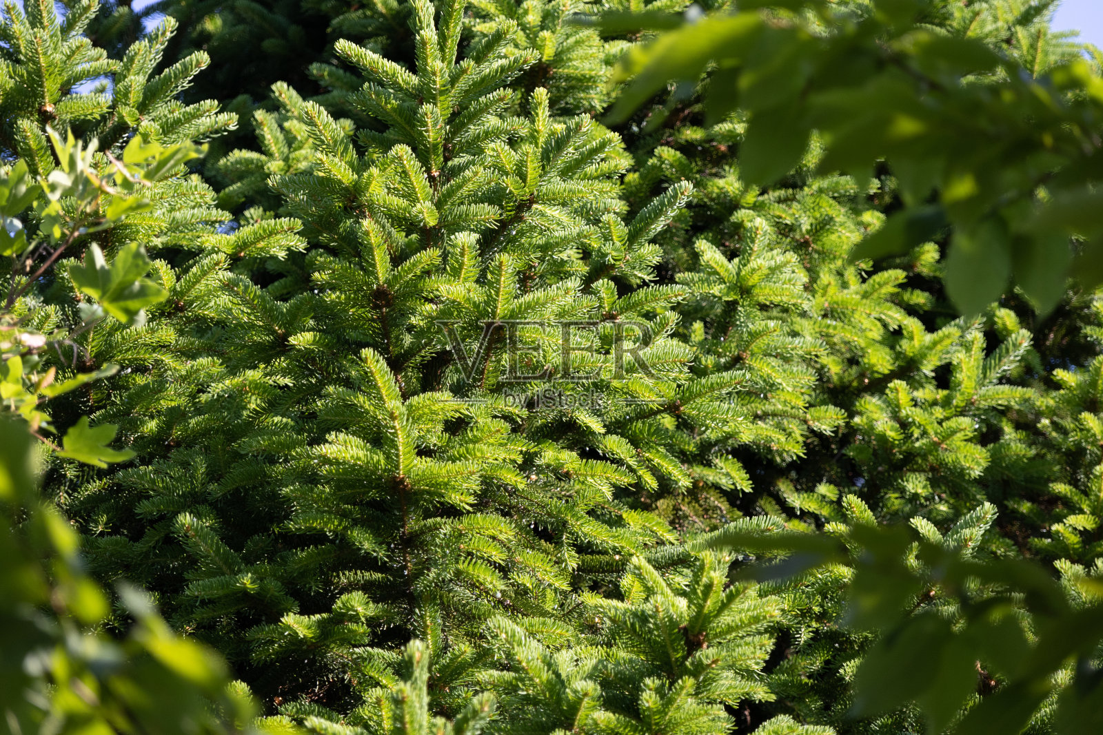 阳光下的冷杉树枝照片摄影图片