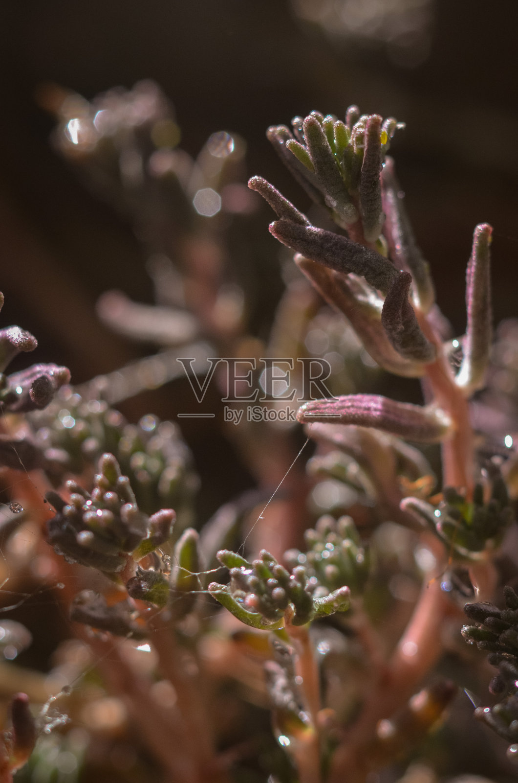 多肉，阳光和水滴照片摄影图片