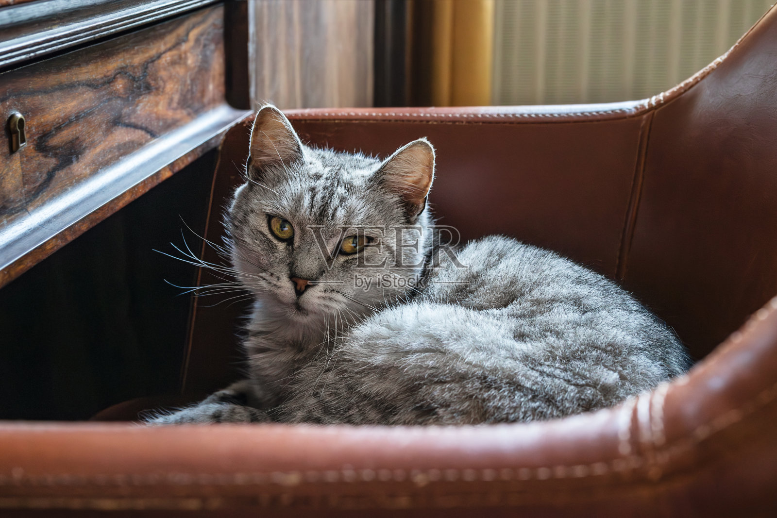 扶手椅上的灰猫特写照片摄影图片