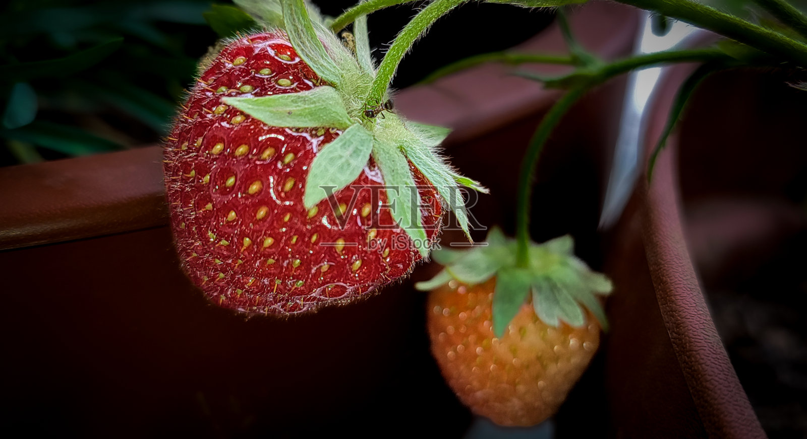花照片摄影图片
