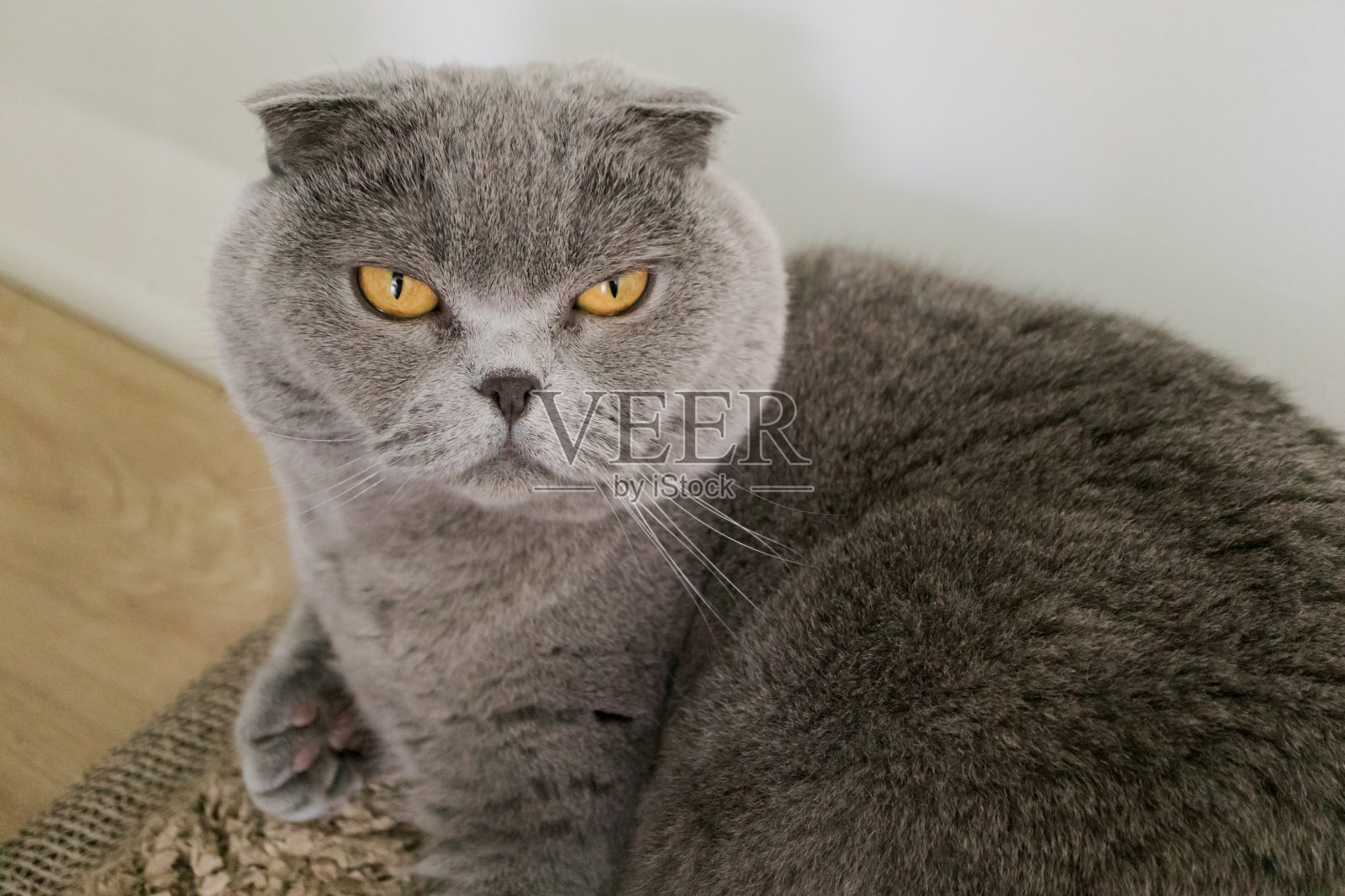 猫的特写肖像。苏格兰折耳猫照片摄影图片