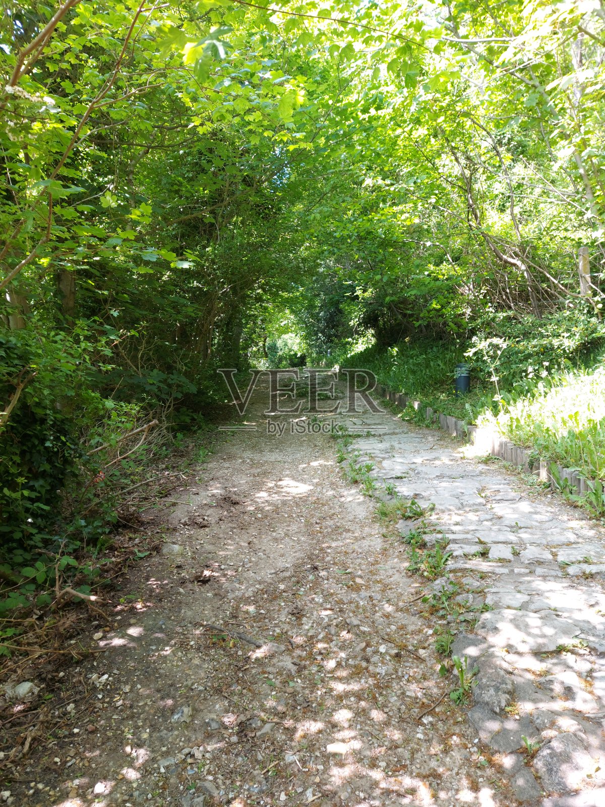 树下小径照片摄影图片