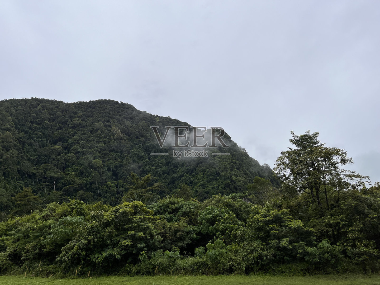森林照片摄影图片