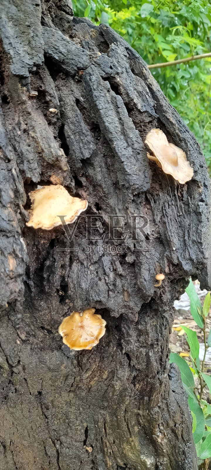 Pycnoporus coccineus照片摄影图片